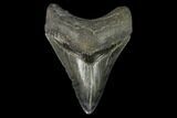 Serrated, Fossil Megalodon Tooth - South Carolina #129437-1